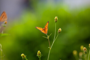 Butterfly on a red flower in the garden with green background