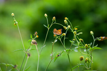 Butterfly on a red flower in the garden with green background