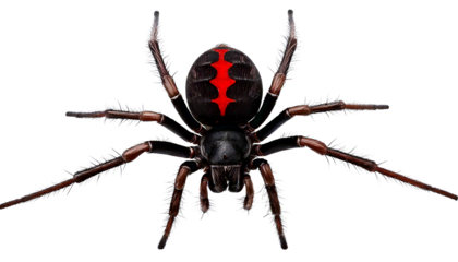 Redback PNGs – Transparent Background Images | PikWizard
