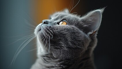 Close-up of a gray cat with expressive eyes looking upwards, highlighting its majestic fur and curious demeanor. Perfect for pet lovers and animal-themed projects.