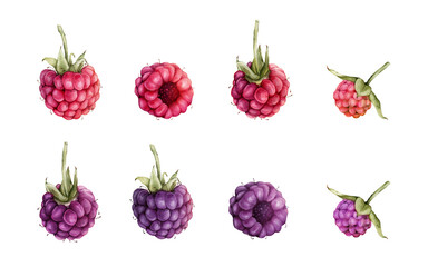 Watercolor illustration Raspberries and blackberries. Hand drawing set of red and violet berries. Graphic design element isolated on white background.