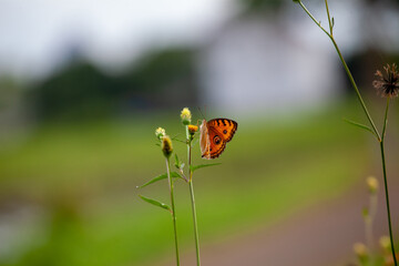 Butterfly on a red flower in the garden with green background