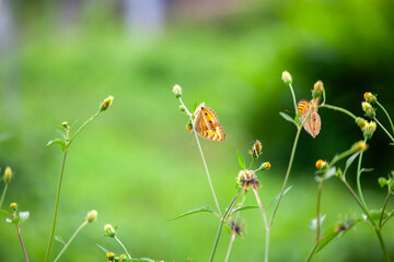 Butterfly on a red flower in the garden with green background