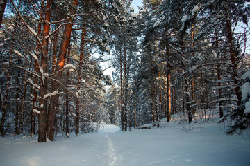 Sunny morning in a winter snowy forest. Frosty morning. Frost falls from the trees. The ski track is covered with snow.