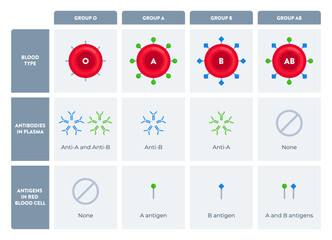 Chart of O, A, B, AB blood group types with antibodies and antigen markers. Science, biology, healthcare, hematology, blood donation concept. Flat vector illustration isolated on white background