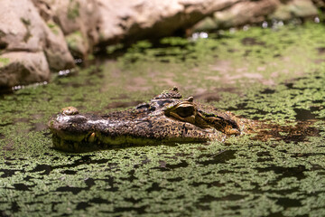 Obraz premium Crocodile in the water