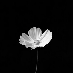A white flower against a black background, creating a striking contrast that highlights the flower's delicate details and purity.