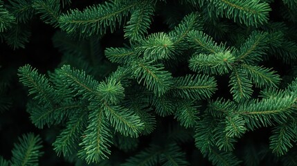 Close-up of vibrant green pine tree branches showcasing their texture and structure.