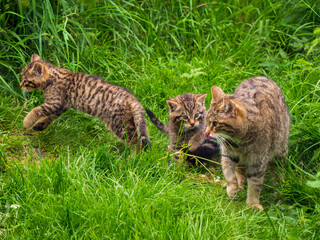 Scottish Wildcat Kitten Playing in Grass