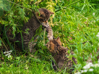 Scottish Wildcat Kitten Playing in Grass