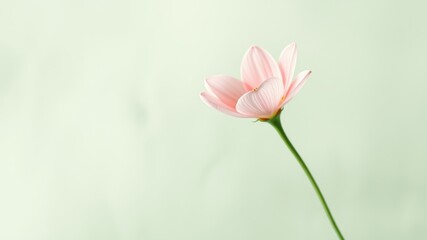 A single pink flower with delicate petals stands against a soft green backdrop, capturing a moment of simple beauty.