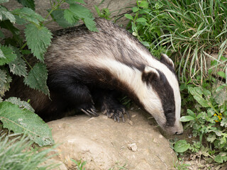 Badger ( Meles meles ) in Grass © Stephan Morris 