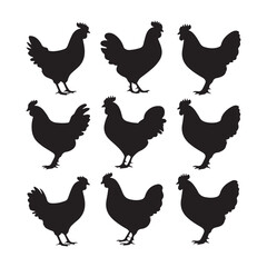chicken silhouettes, set of chicken vector, silhouettes of hen chicken collection. silhouette chicken family