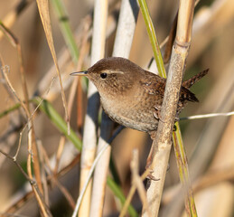 Eurasian wren, Troglodytes troglodytes. A bird looking for prey in a reed thicket
