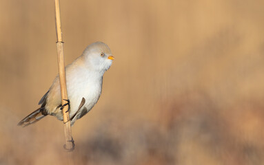 Bearded reedling, Panurus biarmicus. Beautiful background, space for text placement