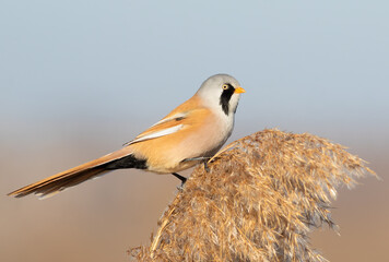 Bearded reedling, Panurus biarmicus. A bird sits on top of a reed on a riverbank