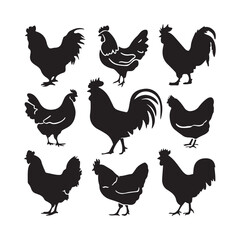 chicken silhouettes, set of chicken vector, silhouettes of hen chicken collection. silhouette chicken family