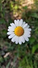 Obraz premium flower, yellow, sunflower, nature, plant, summer, flowers, daisy, flora, macro, garden, blossom, petal, closeup, isolated, spring, bloom, petals, bright, sun, white, beauty, floral, pollen, field