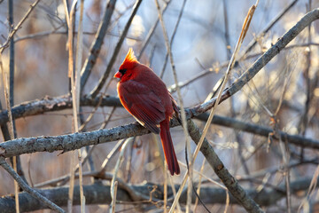 Brilliant red male cardinal perched in a tree