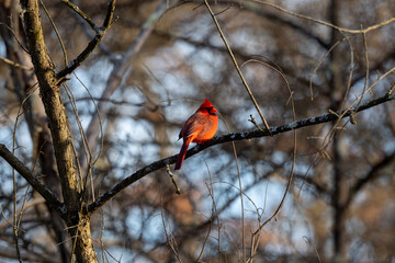 Brilliant red male cardinal perched in a tree