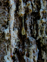 Sap Dripping from Pine Tree