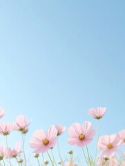 Naklejka premium Serene Cosmos Blossoms Against Clear Blue Sky - Natures Tranquil Beauty