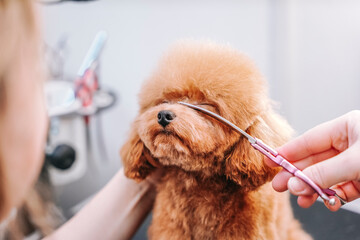 beautiful red small poodle maltipoo in groom salon having haircut and combing
