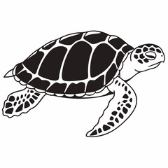 turtle on a white