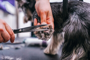 cutting paws with scissors in a grooming salon