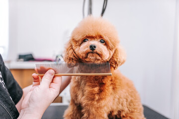 beautiful red small poodle maltipoo in groom salon having haircut and combing