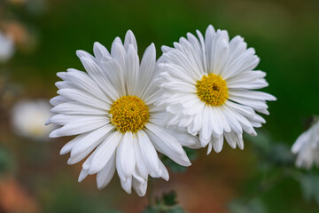 Obraz premium White daisies bloom beautifully in a vibrant garden setting