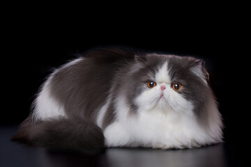 Pretty isolated Persian Cat male portrait in studio