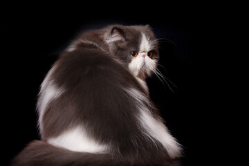 Pretty isolated Persian Cat male portrait in studio