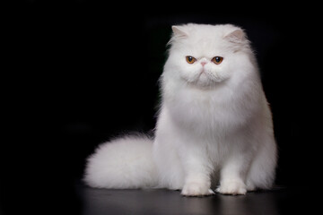 Pretty isolated Persian Cat male portrait in studio