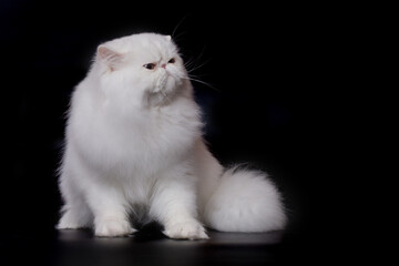 Pretty isolated Persian Cat male portrait in studio