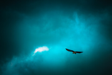Eagle flying in the sky