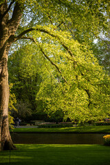 Fototapeta premium trees in the park