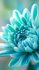 Beautiful green chrysanthemum closeup macro photo