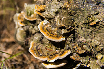 Hongos en la corteza de un &aacute;rbol