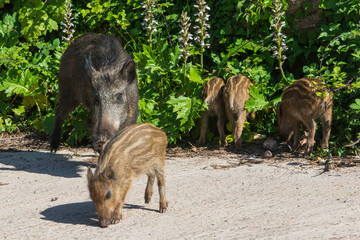 wild boar