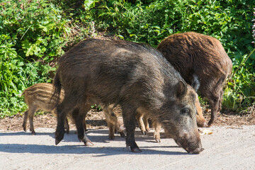 Manada de jabal&iacute;es en busca de comida en una urbanizaci&oacute;n