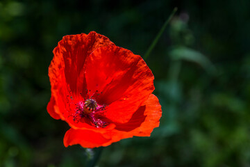 Amapola (Papaver Rhoeas)