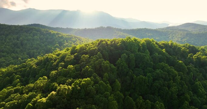 Bright sunset in Smokey Mountains summer woods. Appalachian mountains in North Carolina with fresh green forest trees in summertime season. Beauty of USA nature