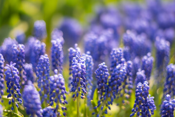 Fototapeta premium flowers in the garden