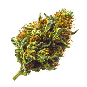 closeup of weed bun on transparent background