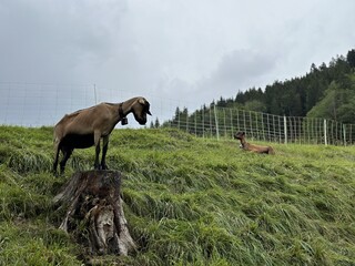 Obraz premium goat on the meadow