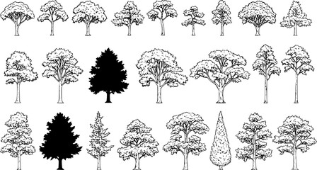 silhouette tree line drawing set, Side view, set of graphics trees elements outline symbol for architecture and landscape design drawing. Vector illustration in stroke fill in white. Tropical