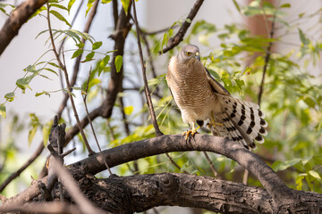 Shikra