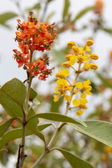 Byrsonima crassifolia mit einer orangen und einer gelben Blüte