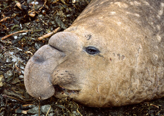 Eléphant de mer, male, Mirounga leonina,  Iles Falkland, Malouines